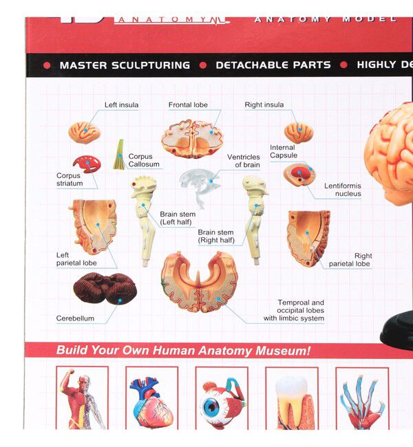 bPr BEAMS「4D MASTER / HUMAN ANATOMY」|その他|