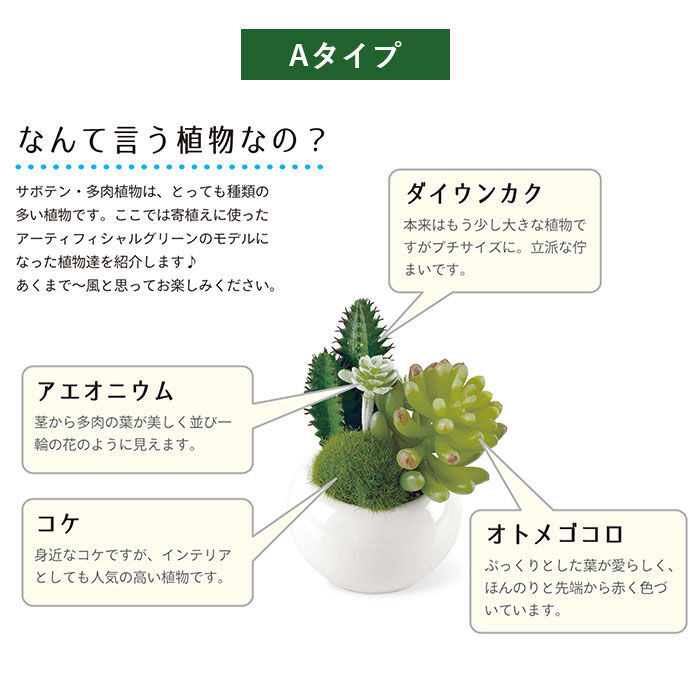 BACKYARD FAMILY「多肉植物 サボテン フェイク 通販 おしゃれ 小さい CT触媒 消臭アーティフィシャルグリーン」|その他|