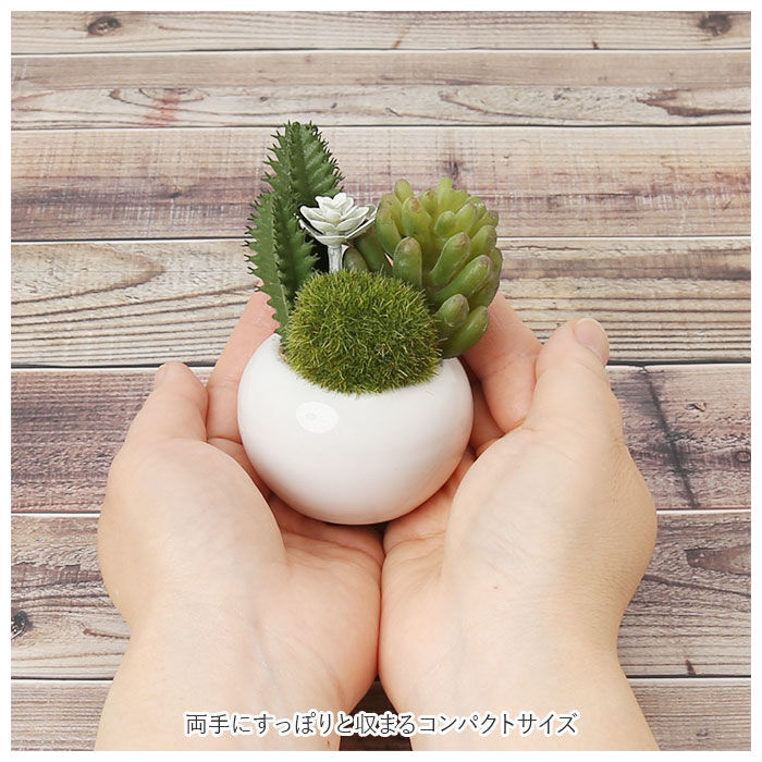 BACKYARD FAMILY「多肉植物 サボテン フェイク 通販 おしゃれ 小さい CT触媒 消臭アーティフィシャルグリーン」|その他|