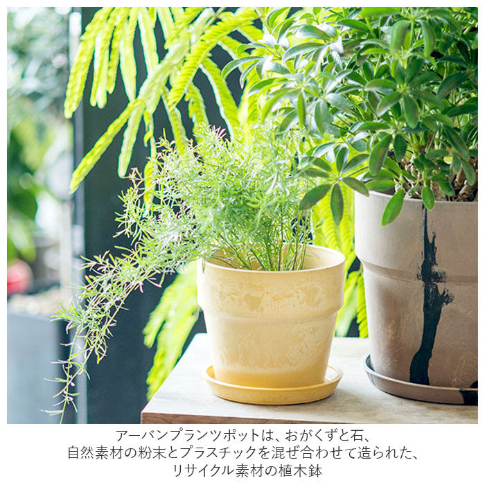 BACKYARD FAMILY「植木鉢 プラスチック お洒落 3号 通販 プランター おしゃれ 植木 鉢 ポット 花鉢 3号鉢」|その他|