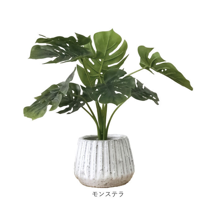 BACKYARD FAMILY「光触媒 人工観葉植物 通販 フェイクグリーン インテリアグリーン イミテーショングリーン」|その他|