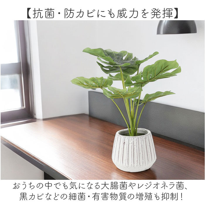 BACKYARD FAMILY「光触媒 人工観葉植物 通販 フェイクグリーン インテリアグリーン イミテーショングリーン」|その他|