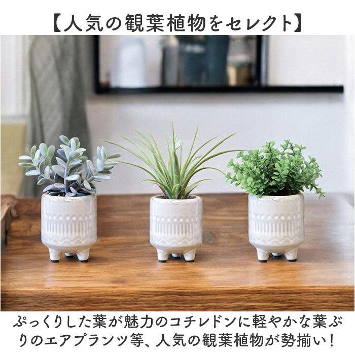 BACKYARD FAMILY「光触媒 フェイクグリーン 通販 インテリアグリーン 人工観葉植物 イミテーショングリーン 植物」|その他|