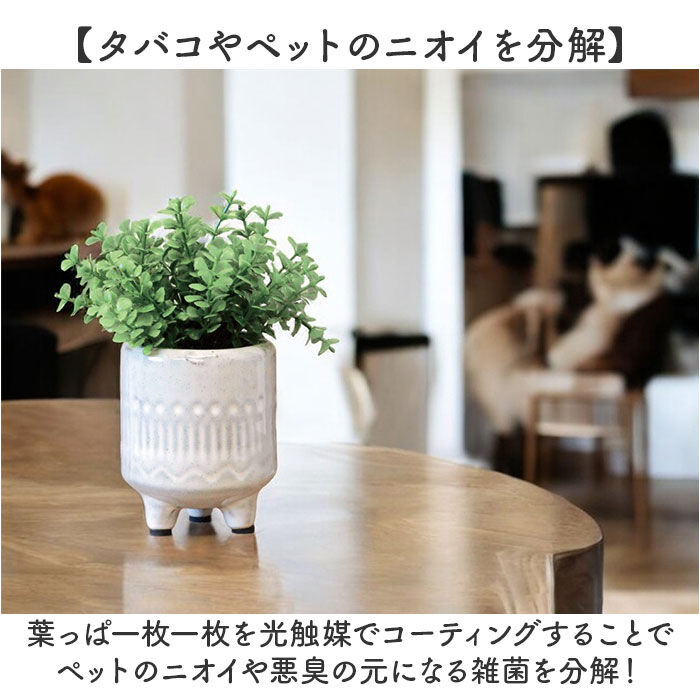 BACKYARD FAMILY「光触媒 フェイクグリーン 通販 インテリアグリーン 人工観葉植物 イミテーショングリーン 植物」|その他|