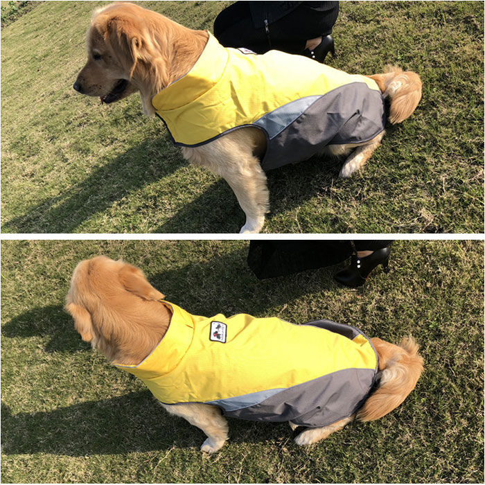 BACKYARD FAMILY「レインコート 犬用 通販 sサイズ mサイズ 犬レインコート ドッグウェア 犬のカッパ 犬服」|その他|