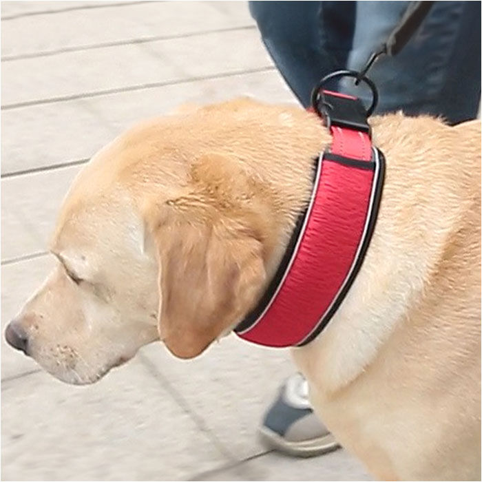 BACKYARD FAMILY「犬 首輪 おしゃれ 通販 くびわ カラー いぬ 痛くない メッシュ 軽い 軽量 ソフトパッド 反射」|その他|