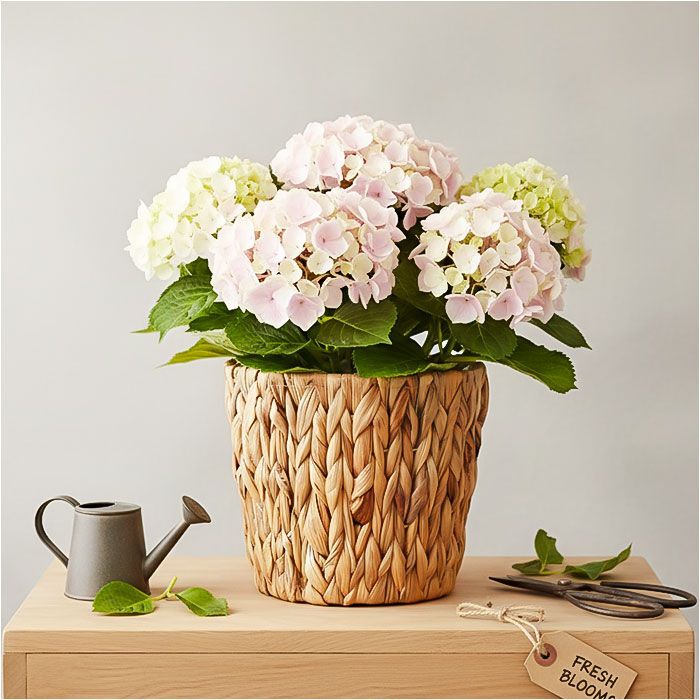BACKYARD FAMILY「鉢カバー 5号 通販 アミアミポット5号 植木鉢カバー プランターカバー 5号鉢 花 ホワイエ」|その他|