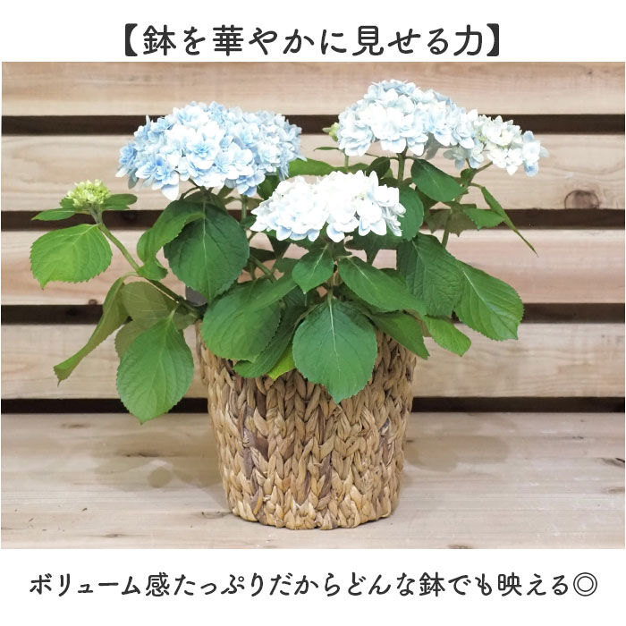 BACKYARD FAMILY「鉢カバー 5号 通販 アミアミポット5号 植木鉢カバー プランターカバー 5号鉢 花 ホワイエ」|その他|