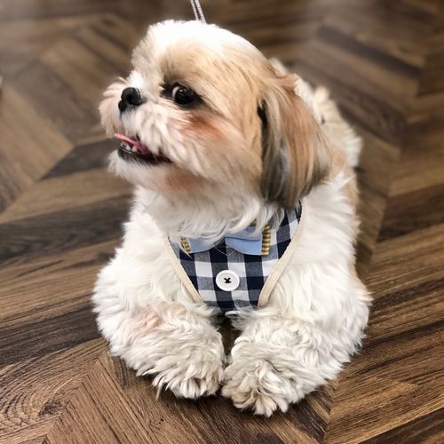 BACKYARD FAMILY「ハーネス 付き 犬 服 楽天 犬服 いぬふく ペットハーネス リード付き リード アンファンス」|その他|