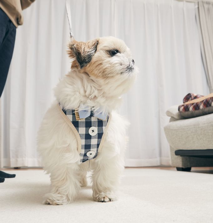 BACKYARD FAMILY「ハーネス 付き 犬 服 楽天 犬服 いぬふく ペットハーネス リード付き リード アンファンス」|その他|