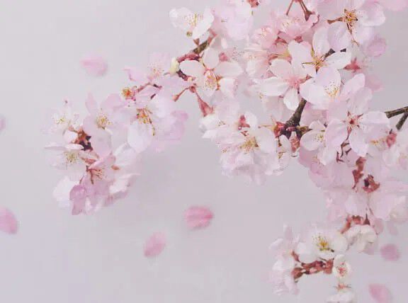 Flora Notis JILL STUART「フローラノーティス ジルスチュアート へアフレグランス」|香水・フレグランス|